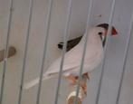 Koppel zebravinken, Dieren en Toebehoren, Vogels | Overige Vogels, Meerdere dieren
