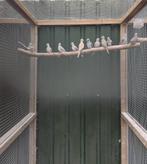 15 bonte diamantduifjes jong, Dieren en Toebehoren, Meerdere dieren, Tropenvogel, Geringd