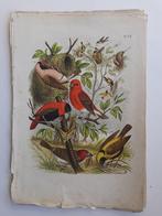Vogelprent -Vogelwereld 1886 - Zeer FRaai  -, Ophalen of Verzenden