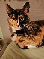 De kat zoekt een nieuwe huis, Kater, 0 tot 2 jaar