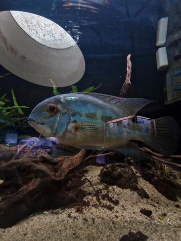 Volgoeide True Parrot Cichlid koppel  beschikbaar voor biedingen