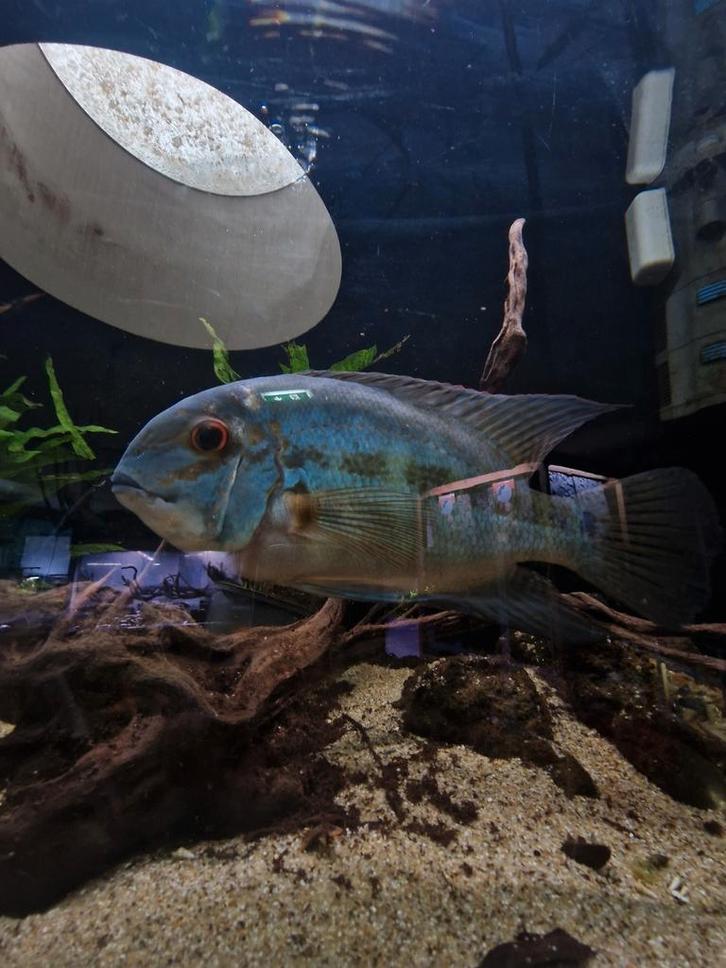 Volgoeide True Parrot Cichlid koppel, Dieren en Toebehoren, Vissen | Aquariumvissen, Zoetwatervis, Vis