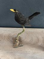 Opgezette merel., Ophalen of Verzenden, Nieuw, Vogel, Opgezet dier