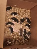 jonge rittens(baby ratjes!), Dieren en Toebehoren, Knaagdieren, Rat, November, Meerdere dieren, Tam