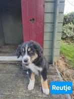 Australian shepherd pups met vleugje Berner Sennen in zich., Nederland, Meerdere, Meerdere dieren, Fokker | Professioneel
