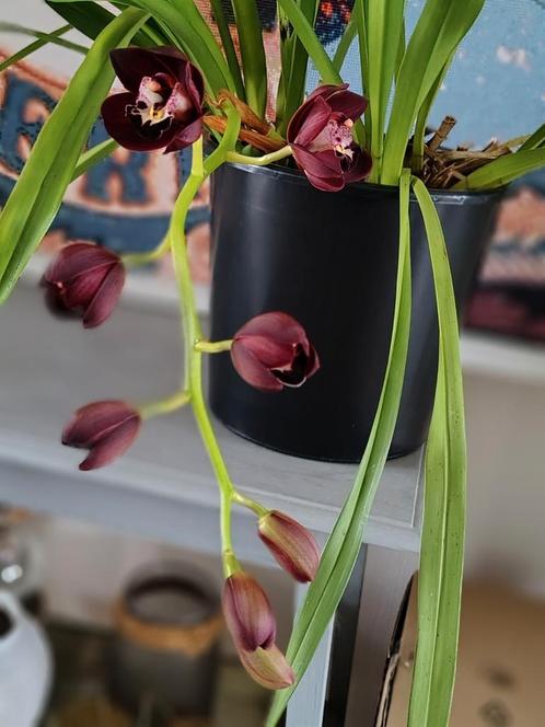 Cymbidium kiwi midnight geyserland, Huis en Inrichting, Kamerplanten, Overige soorten, Minder dan 100 cm, Ophalen