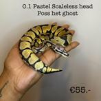 0.1 Pastel Scaleless head poss het ghost NK23, Slang