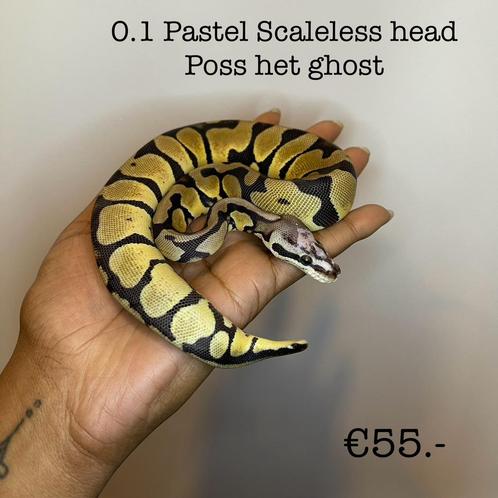 0.1 Pastel Scaleless head poss het ghost NK23, Dieren en Toebehoren, Reptielen en Amfibieën, Slang