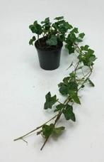 Hedera planten, klimop, Ophalen of Verzenden, Bloeit niet, Klimplanten, Halfschaduw
