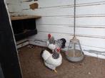 Drie wyandotte hennetjes en een haan., Dieren en Toebehoren, Pluimvee, Meerdere dieren, Kip