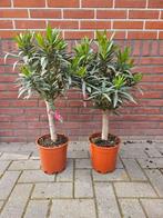 Oleander bont of groen op stam - 2 maten, Tuin en Terras, Planten | Bomen, Overige soorten, Volle zon, Ophalen, 100 tot 250 cm