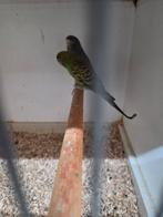 Blackface poppen, Dieren en Toebehoren, Vogels | Parkieten en Papegaaien, Vrouwelijk, Parkiet