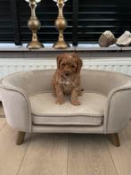 Abrikoos toy x dwerg poedel pups, Dieren en Toebehoren, Honden | Chihuahua's en Gezelschapshonden, Poedel, CDV (hondenziekte)