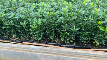 Euonymus green spire 20/30 cm nu vanaf €0,89 beschikbaar voor biedingen