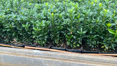 Euonymus green spire 20/30 cm nu vanaf €0,89, Tuin en Terras, Planten | Struiken en Hagen, Minder dan 100 cm, Ophalen