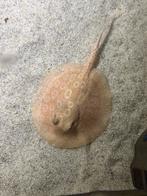 Potamotrygon Pearl Red Albino Stekelrog 12-15 cm, Dieren en Toebehoren, Vissen | Aquariumvissen, Vis