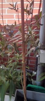 Olive  uit Spanje meer dan 3 jaar oud, Tuin en Terras, Planten | Bomen, Halfschaduw, Ophalen of Verzenden, Olijfboom, Minder dan 100 cm