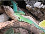 1.1 Kweekkoppel G.prasina, Dieren en Toebehoren, Reptielen en Amfibieën, Hagedis, 0 tot 2 jaar