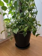 Epipremnum aureum of drakenklimop plant met pot, Ophalen, Bloeit niet, Overige soorten, Minder dan 100 cm