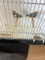 Gouldamadines koppel, Meerdere dieren