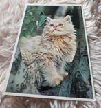 Mooie fluffy poes in boom, Verzenden, 1980 tot heden, Ongelopen, Hond of Kat