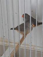 vogel, Meerdere dieren, Tropenvogel, Geringd