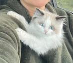 Ragdoll kittens, Meerdere dieren, Gechipt, 0 tot 2 jaar