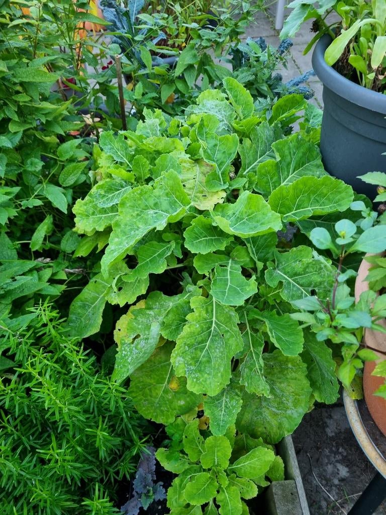 Eeuwige moes, splijtkool, oude wijvenkool, Ophalen, Eenjarig, Groenteplanten, Volle zon