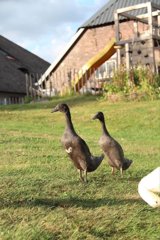 Loopeend (man) zoekt nieuwe vijver met meer vrouwenaandacht!, Dieren en Toebehoren, Pluimvee, Eend, Mannelijk