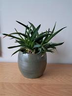 Gasteria, Huis en Inrichting, Kamerplanten, Ophalen, Overige soorten, Minder dan 100 cm