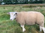 Nog enkele dekrammen, Dieren en Toebehoren, Mannelijk, Schaap