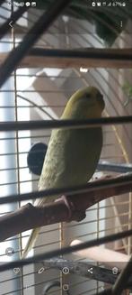 Parkiet, Vrouwelijk, Parkiet, Geringd