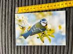 A.24 Kaart Vogel op tak bloesem, Ophalen of Verzenden, Ongelopen, Vogel