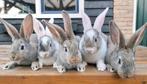 Duitse Reus x Vlaamse Reus konijntjes – rammen & voedsters, Dieren en Toebehoren, Meerdere dieren, Groot, 0 tot 2 jaar