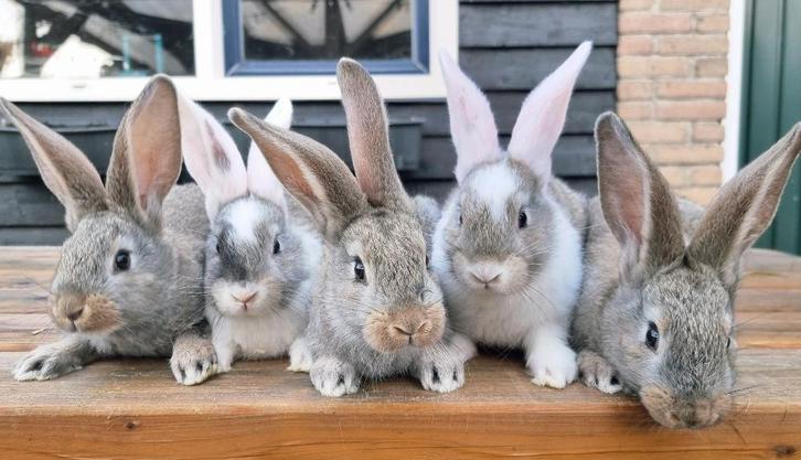 Duitse Reus x Vlaamse Reus konijntjes – rammen & voedsters, Dieren en Toebehoren, Konijnen, Groot, Meerdere dieren, 0 tot 2 jaar