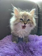 Sociale en super lieve Ragdoll kittens😍, Dieren en Toebehoren, Katten en Kittens | Raskatten | Korthaar, Meerdere dieren, Ontwormd