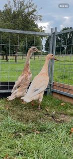 Te koop. Indische loopeenden, Dieren en Toebehoren, Pluimvee, Meerdere dieren, Eend