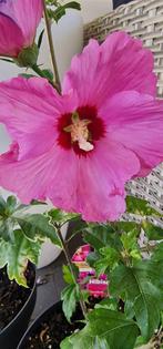 XXL BLOEMEN Hibiscus vaste plant, enorme grote bloem 20 cm, Tuin en Terras, Planten | Tuinplanten, Ophalen of Verzenden, Zomer