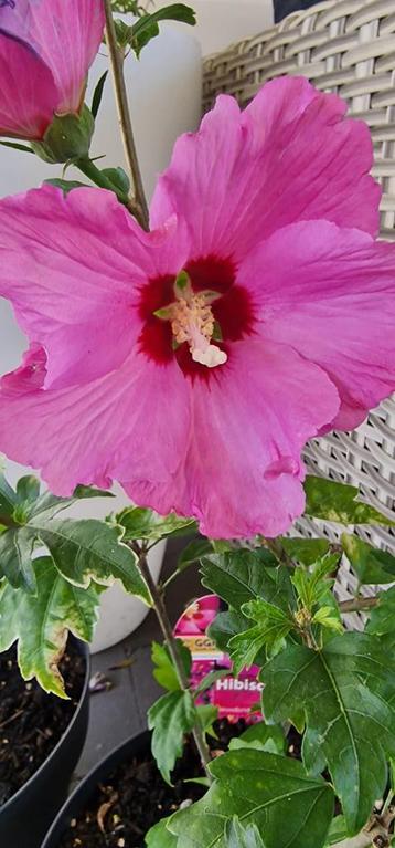 XXL BLOEMEN Hibiscus vaste plant, enorme grote bloem 20 cm beschikbaar voor biedingen