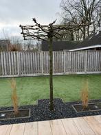 Mooi plataan dakplataan, Tuin en Terras, Planten | Bomen, Ophalen, Halfschaduw, Dakboom