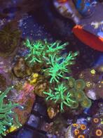 Keniaboom neon groen koraal stek, Dieren en Toebehoren, Vissen | Aquariumvissen, Vis