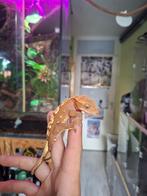 1.0 50% Het Axanthic Red Flame wimpergekko man, Dieren en Toebehoren, Reptielen en Amfibieën, Hagedis, 0 tot 2 jaar