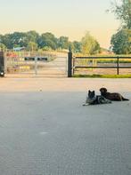 Per direct plek op paardenpark de wilgen, Dieren en Toebehoren, Stalling en Weidegang