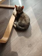 Kittens, Poes
