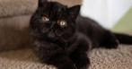 Gezocht naar Perziche kitten, Dieren en Toebehoren, Katten en Kittens | Raskatten | Langhaar, Poes, Gechipt, 0 tot 2 jaar