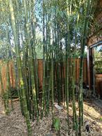 Phyllostachys parvifolia bamboe, Tuin en Terras, Bloeit niet, Overige soorten, Minder dan 100 cm, Ophalen