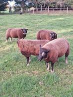 Dassenkop rammen te koop, Dieren en Toebehoren, Mannelijk, Schaap, 0 tot 2 jaar