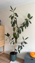 Ficus elastica, Huis en Inrichting, Kamerplanten, Ophalen, Ficus