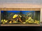 Compleet Juwel 240L aquarium, Dieren en Toebehoren, Ophalen, Gebruikt, Gevuld zoetwateraquarium