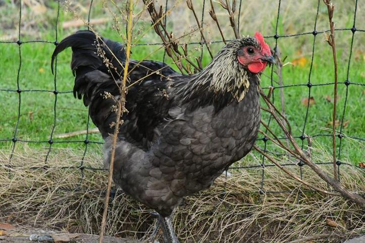 Jonge haan Bleu de Landes zoekt goed huisje, Dieren en Toebehoren, Pluimvee, Kip, Mannelijk